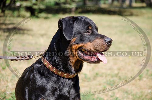 Dog collars with studs