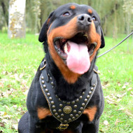 Rottweiler Harness UK Royal Studded Leather