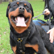 The Best Rottweiler Harness UK, Padded Luxury Leather Design