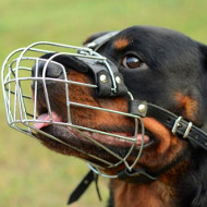 Rottweiler Muzzle Size