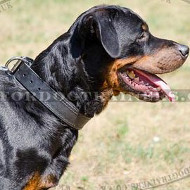 Strong and Comfortable Dog Training Collar for Rottweiler