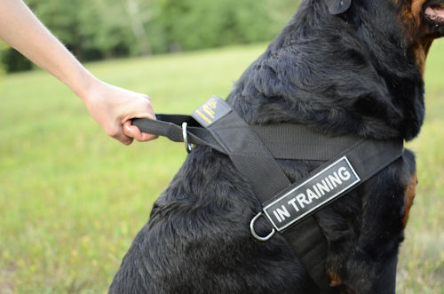 Rottweiler Harness UK