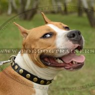 The Best Staffy Leather Collar with Brass Studs
