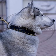 Spiked Dog Collar For Husky