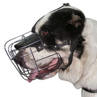 The Best Wire Dog Muzzle for Sarmatian Mastiff