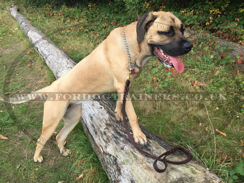 Leather dog lead with handle for Mastiff