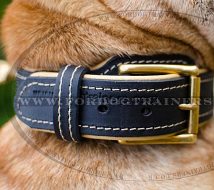 Shar Pei Dog Collar Soft Nappa Padded Design with a Strong Belt Buckle