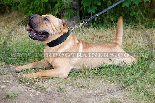 Sharpei Dog Collar