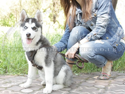 Small Dog Harness for Puppies