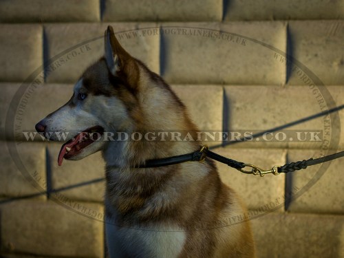Siberian Husky Dog Collar Choker