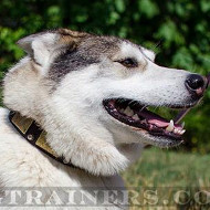 Siberian Husky Dog Collars with Brass Plates