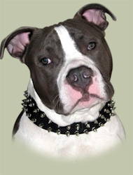 Leather Two-Rows Spiked Dog Collar for Pitbull