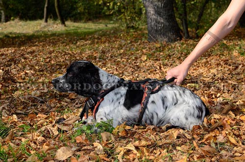 dog harness with handle Springer Spaniel