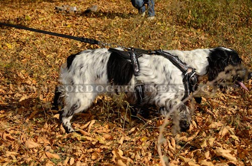 dog body harness buy online