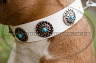 Leather Dog Collar with Turquoise Studs