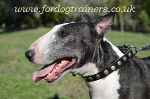 Bull terrier collar