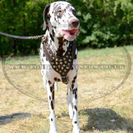 Luxury Dog Harness with Studded Leather Design for Dalmatian