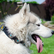 Super Collar for Husky with Blue Studded Design!