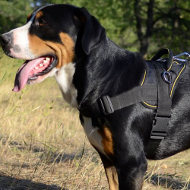 The Greater Swiss Mountain Dog Training Harness UK Bestseller