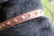 Designer Dog Collars for Swiss Mountain Dog | Leather Dog Collar