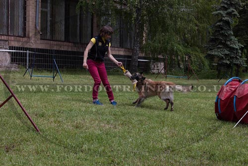 Tervuren Agility Work with Dog Bite Toy
