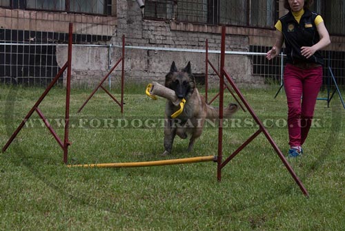 Jump Course for Malinois Agility Training with Jute Bite Tug