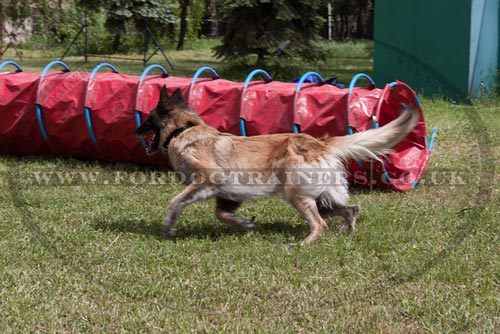 Training a Dog to Go Through an Agility Tunnel