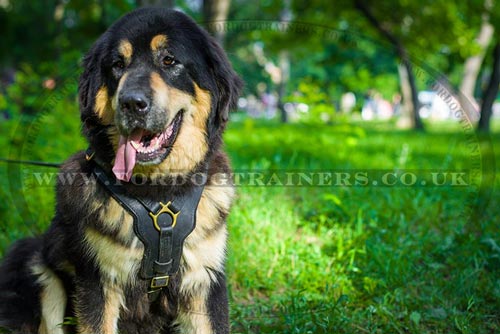 Leather Dog Harness Tibetian Mastiff
