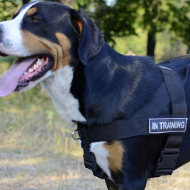 Dog Harness Swiss Mountain Dogs