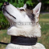 West Siberian Laika Dog Collars | Padded Dog Collars for Husky