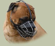 The Best Dog Muzzle for Bullmastiff Muzzle Size - Click Image to Close