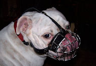 Bulldog Muzzle UK Wire Basket | Muzzles for Bulldogs
Short Snout