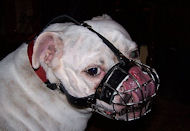 Bulldog Muzzle UK Wire Basket | Muzzles for Bulldogs
Short Snout