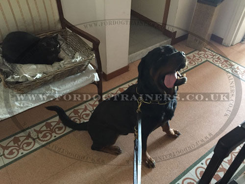 Adjustable Dog Walking Lead for Rottweiler