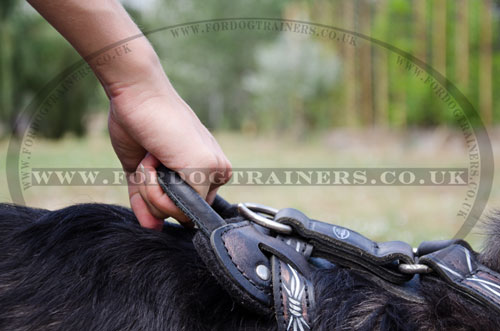 Caucasian Ovcharka leather dog harness with handle