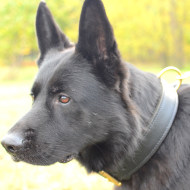 The Best 2 Ply Leather Agitation Dog Collar for German Shepherd