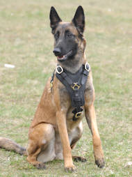 Padded Dog Harness for Malinois | Bestseller Leather Dog Harness Padded Dog Harness for Malinois | Bestseller Leather Dog Harness