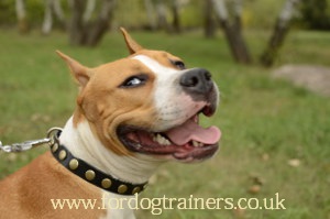 American Staffordshire Terrier Information