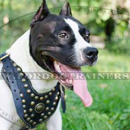 American Staffordshire Terrier Dog Harness | Luxury Dog Harness