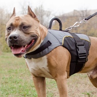 Warm Amstaff Dog Jacket with Handle for Support or Control