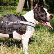 High-Vis Dog Harness