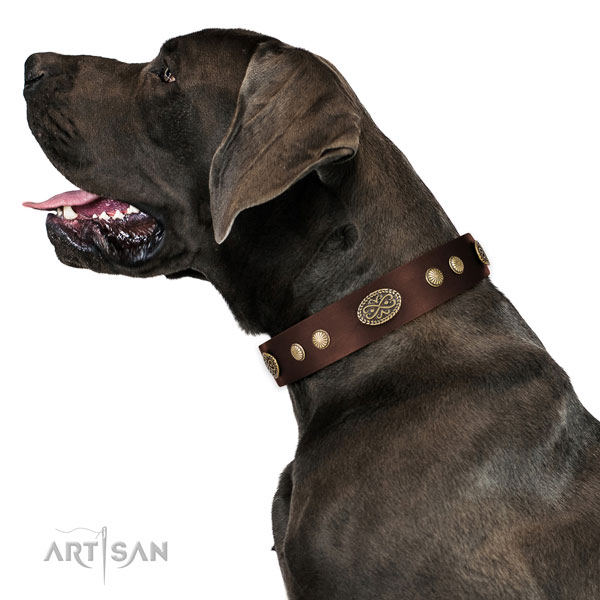 Brown Leather Dog Collar for Great Dane
