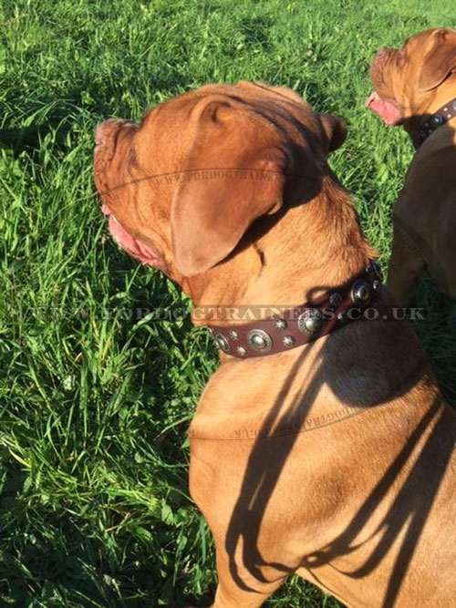 Designer Dog Collars for Mastiffs