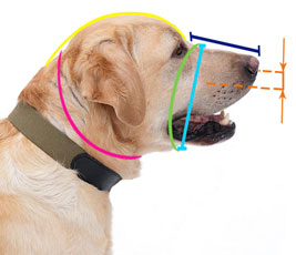 how to size dog muzzle