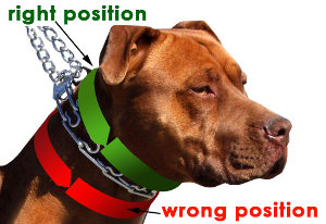 How to fit a dog pinch collar