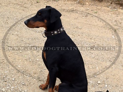 Brown Leather Dog Collar for Doberman