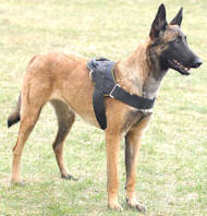 Belgian Shepherd Malinois