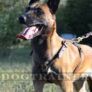 Belgian Malinois Leather Harness Soft and Strong Leather with Brass Fittings