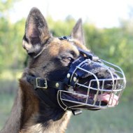 Belgian Malinois Muzzle