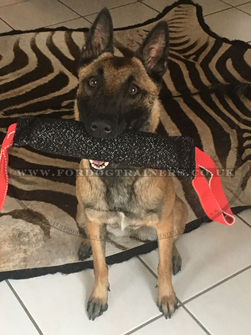 Belgian Malinois training biting tug with handles